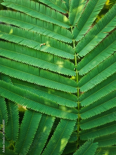 Obraz summer nature green leaves abstract background
