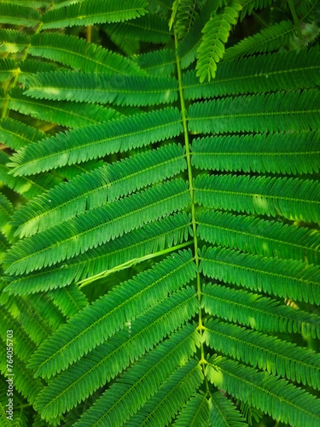 Obraz summer nature green leaves abstract background