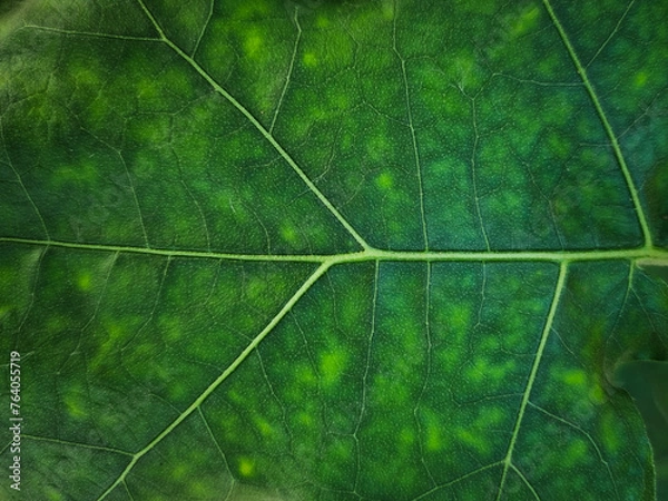 Obraz summer nature green leaves abstract background