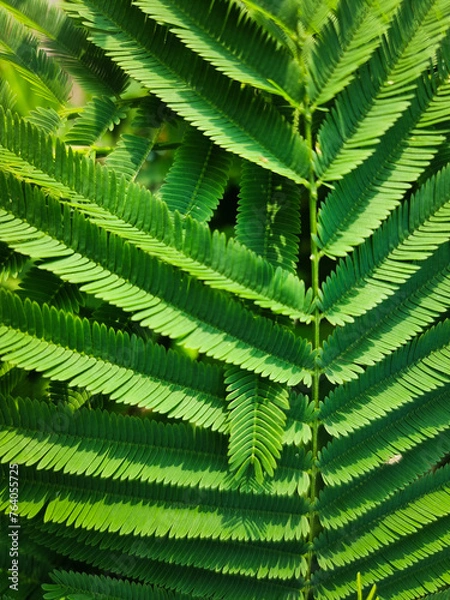 Obraz summer nature green leaves abstract background