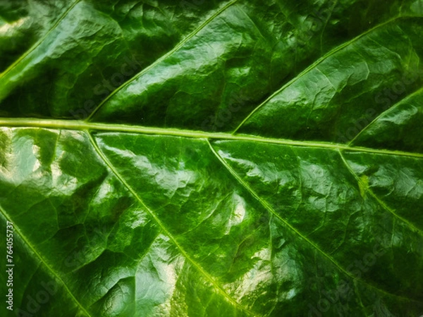 Obraz summer nature green leaves abstract background