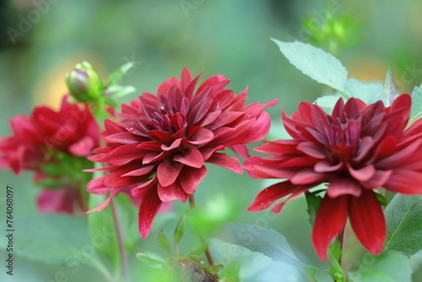 Obraz 色鮮やかな大輪