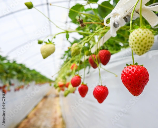 Obraz いちご狩り1