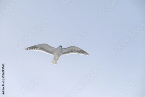 Obraz 飛びながらこちらを見るカモメ