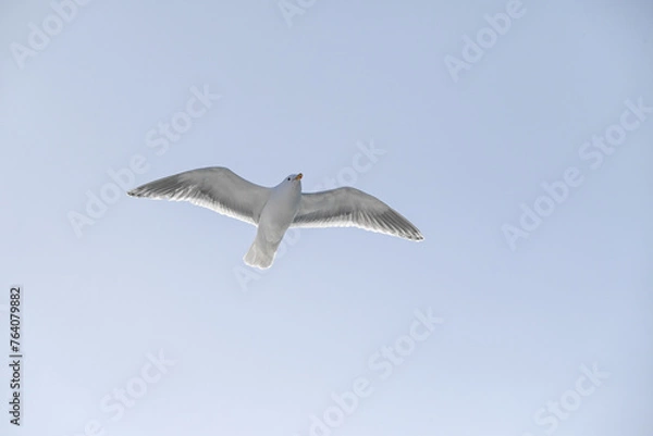 Obraz 飛ぶカモメ