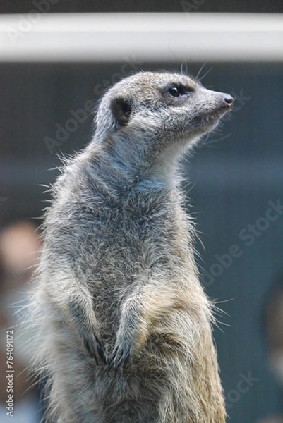 Obraz ミーアキャット