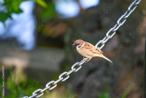 Obraz チェーンに留まるスズメ