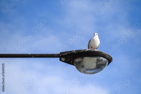 Obraz 街灯に止まるカモメ