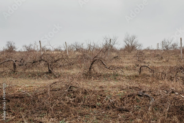 Obraz Abandoned inactive vineyards in early spring