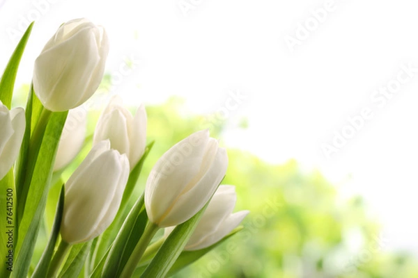 Fototapeta White Tulips