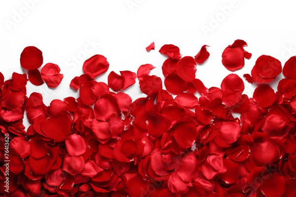 Fototapeta Płatki róż