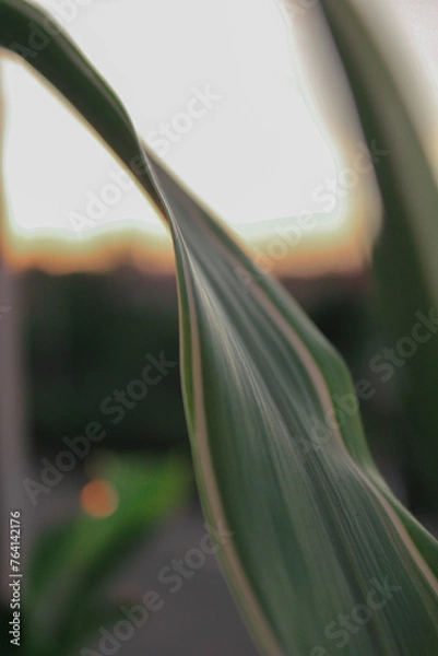 Fototapeta plant and sunset