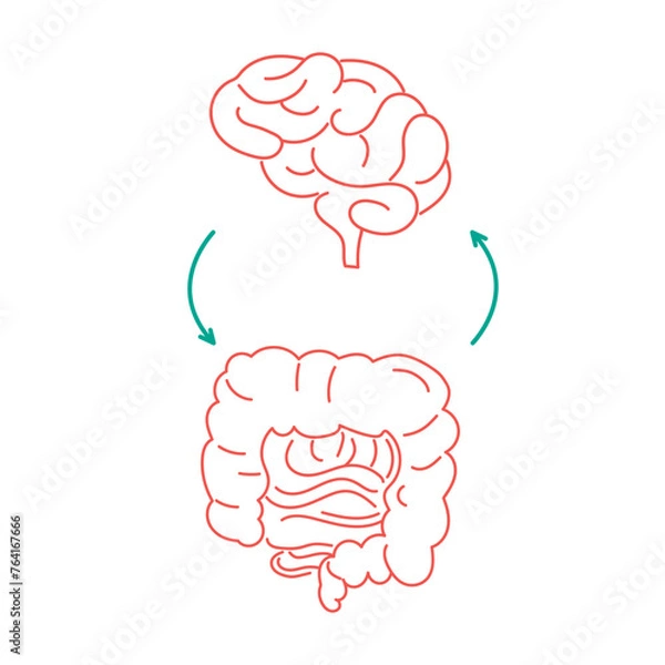 Fototapeta Gut-brain connection. Vector illustration
