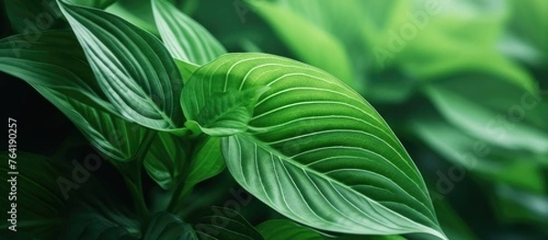 Fototapeta A detailed image showing a single green leaf in close-up, set against a dark and blurred background