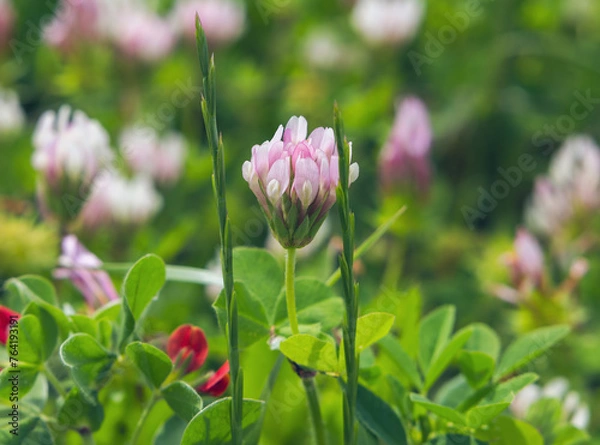 Obraz  flower Alfalfa Variegated on a blurred background close-up