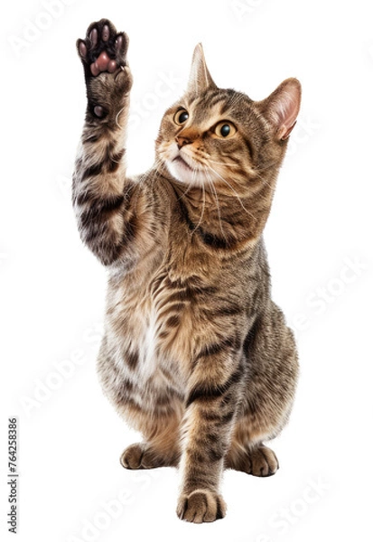 Fototapeta cat giving high five, look on camera, png, cutout, template, isolated transparent background