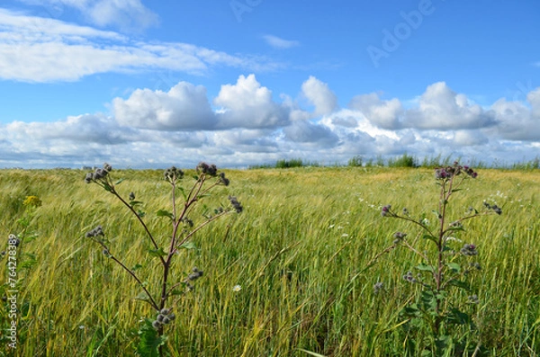 Obraz Green meadow and blue sky
