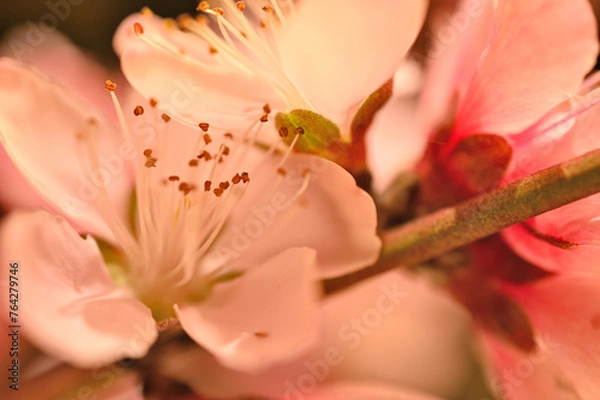 Fototapeta Primeros brotes de primavera