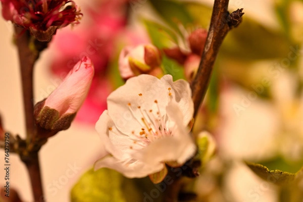 Fototapeta Primeros brotes de primavera