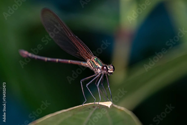 Obraz Adult Rubyspot Damselfly Insect