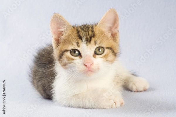 Fototapeta lying striped kitten, isolated
