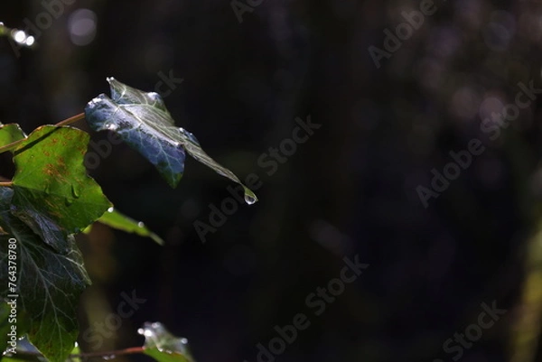 Fototapeta rain drops on a leaf