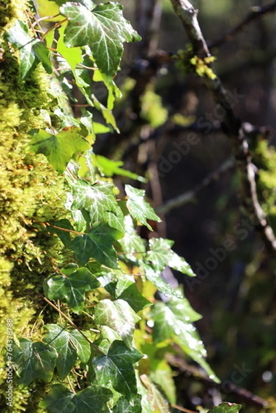 Obraz leaves on the tree