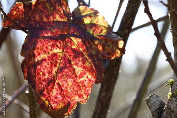 Obraz red autumn leaves