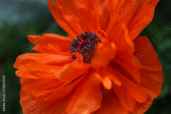 Obraz orange poppy flower