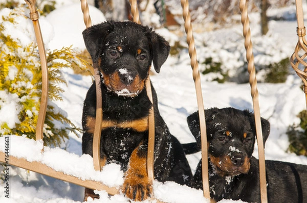 Obraz Szczeniaki rottweilerów w zimie