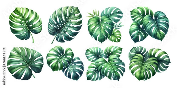 Fototapeta set of monstera leaves on transparent background, illustration