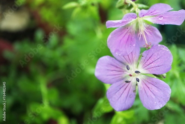 Fototapeta フウロソウ　ヒマラエンセ　ベイビーブルーの花