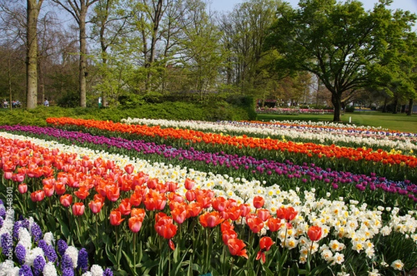 Obraz Tulpenblüte, Holland
