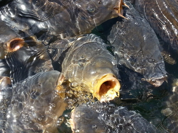 Obraz Karpfen closeup