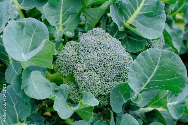 Obraz 畑に出来たブロッコリー