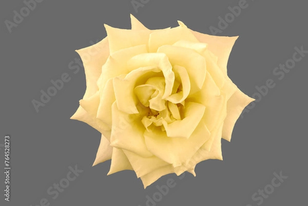 Obraz Flower of an opened yellow rose.
