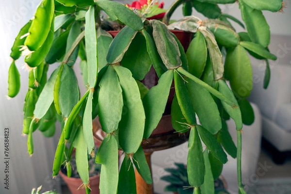 Fototapeta close-up decorative poinsettia at home,