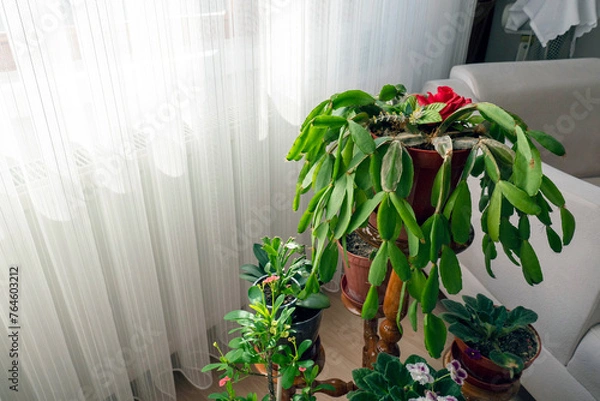 Fototapeta close-up decorative poinsettia at home,