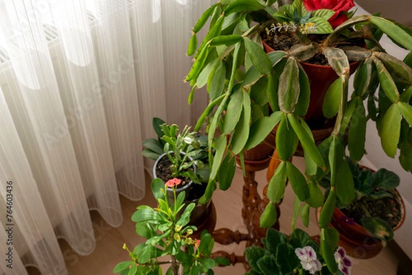 Fototapeta close-up decorative poinsettia at home,