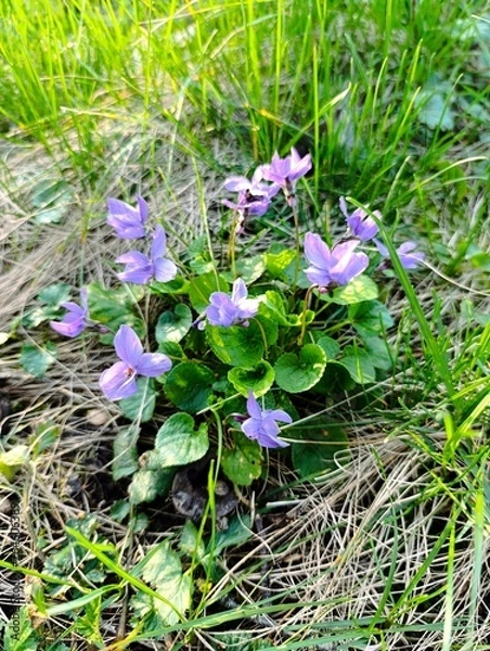 Obraz violets in the garden