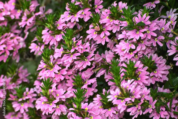 Obraz Fächerblume,  Scaevola aemula,  Select Pink Tongue