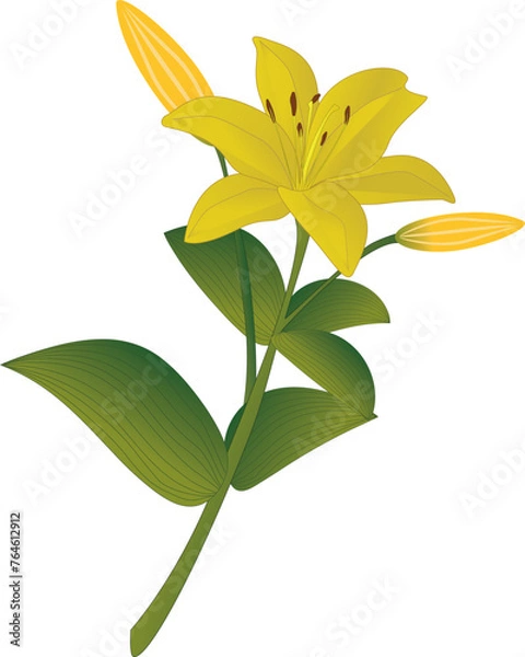 Obraz yellow lily isolated on white background