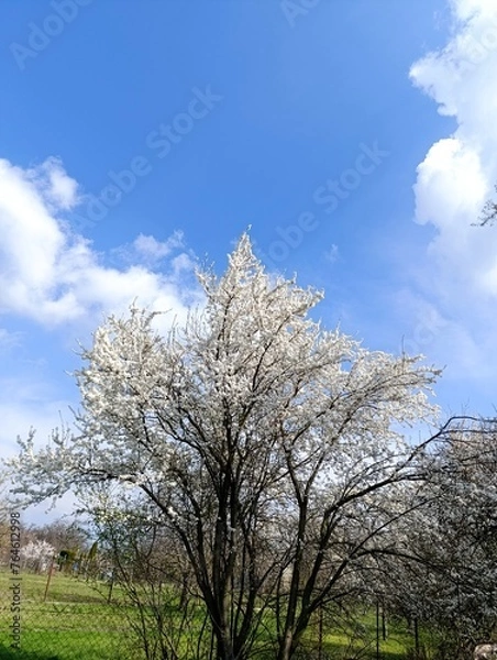 Obraz spring garden in bloom, blooming plum tree