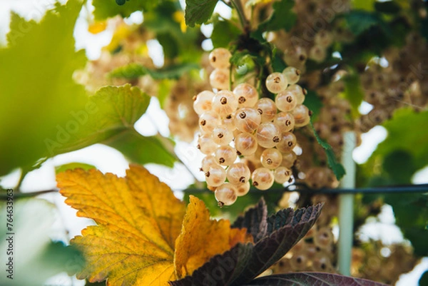 Fototapeta Macro photograph of white currants hanging from currant bushes
