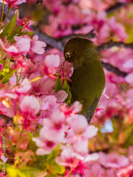 Obraz 桜とメジロ