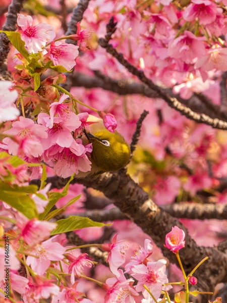 Obraz 桜とメジロ