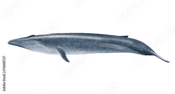Fototapeta Płetwal błękitny