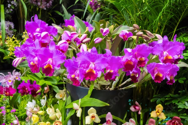 Fototapeta 世界の洋蘭