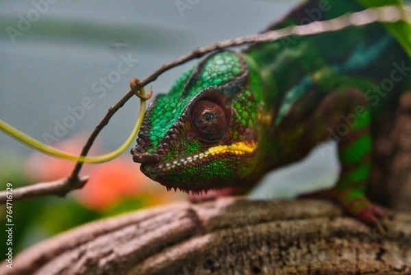 Obraz Chameleon 