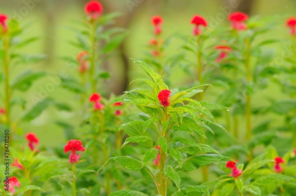 Obraz Watered Red Cockscomb Flowers